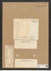 Climacosphenia moniligera Ehr. (de-Toni-Nr.: Genus 87, Species 2983) Zeichnungen Sammlung Grunow Nr. 6085 (NHMW-BOT-W0374605)